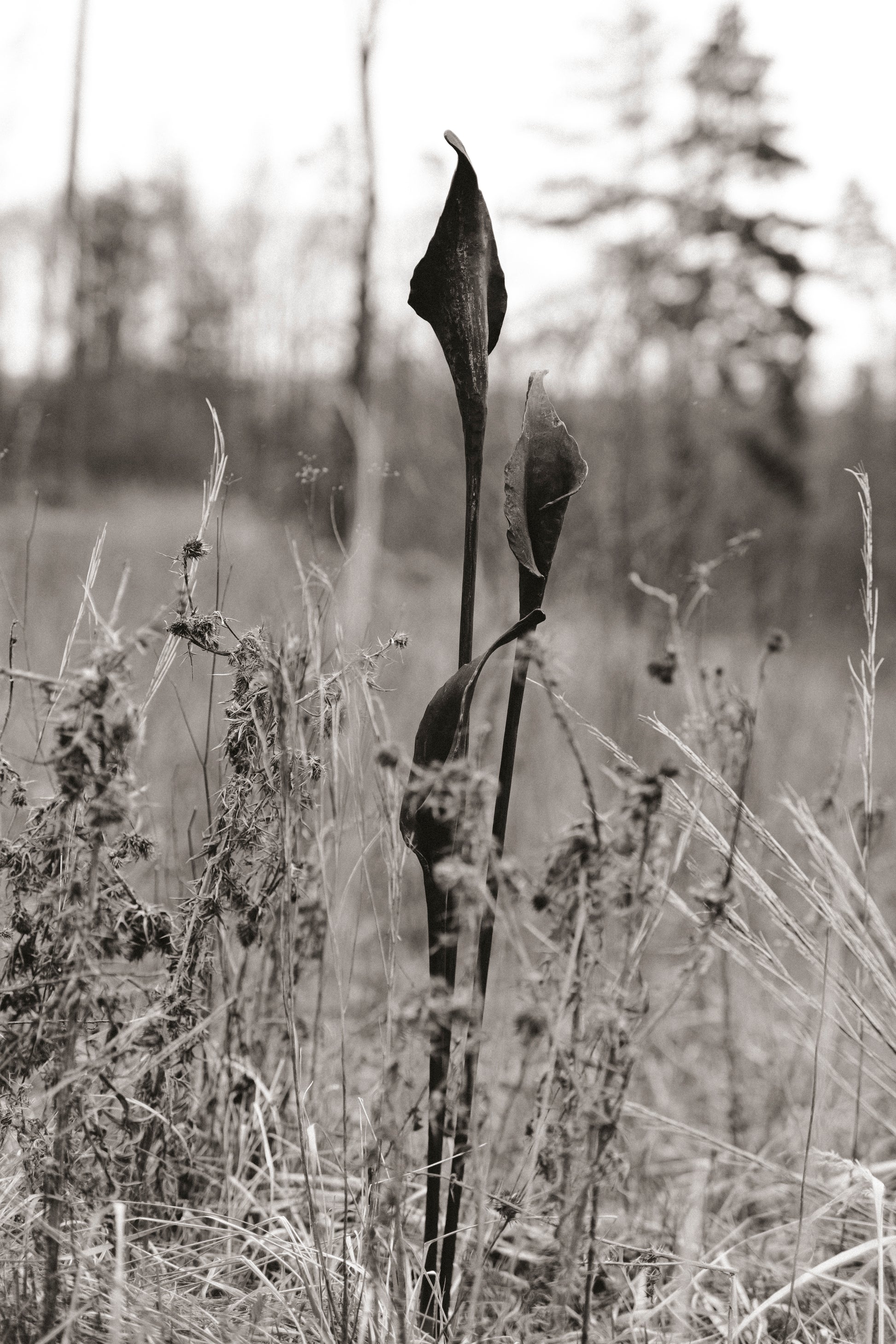 Kovaná květina "Calla"