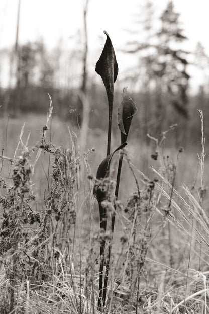 Kovaná květina "Calla"