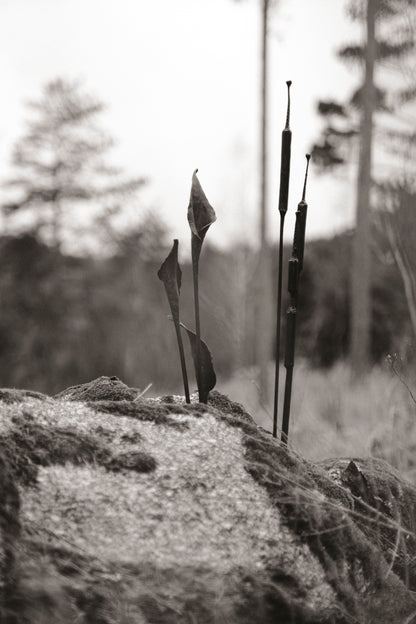 Kovaná květina "Calla"