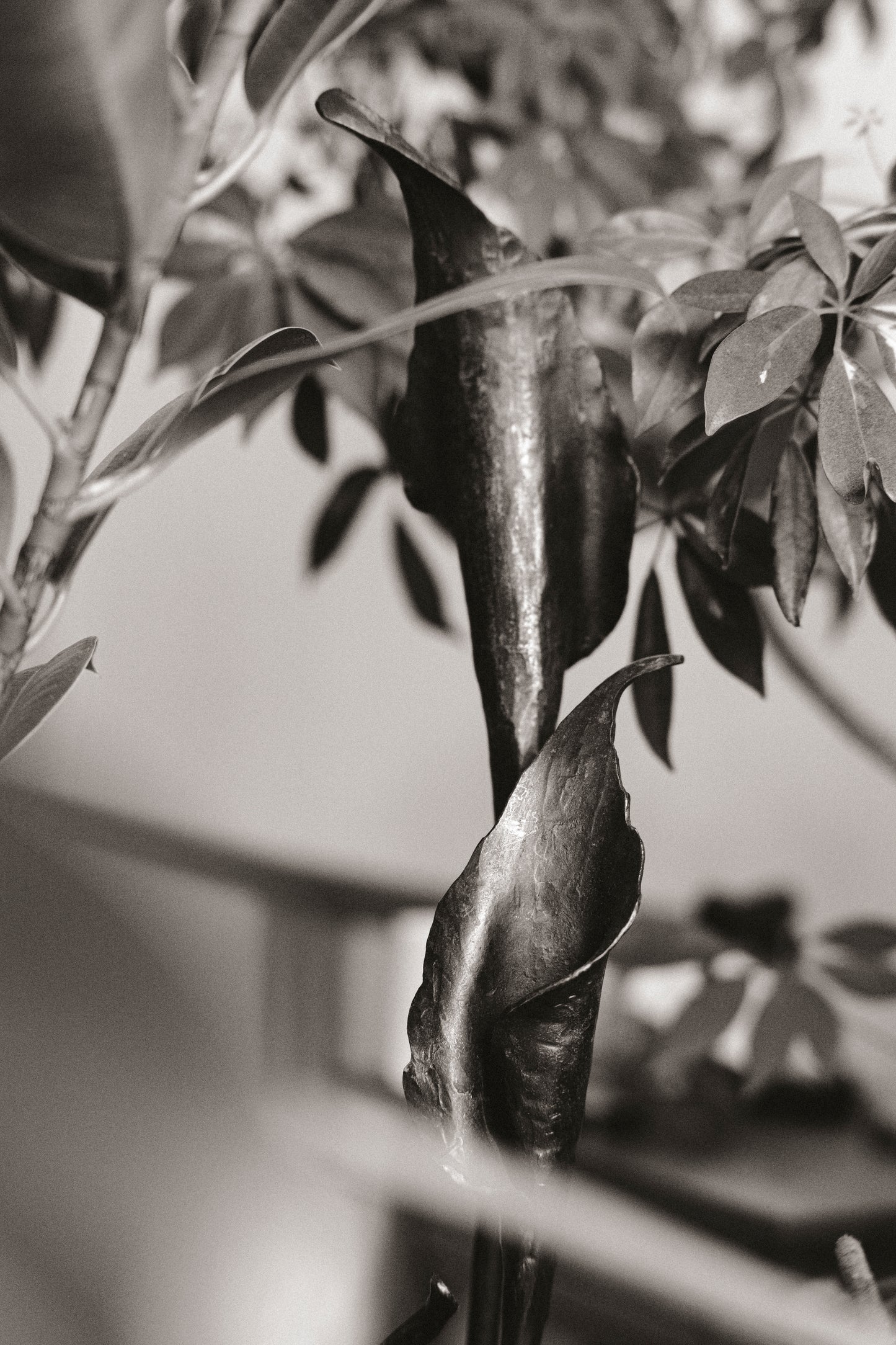 Kovaná květina "Calla"