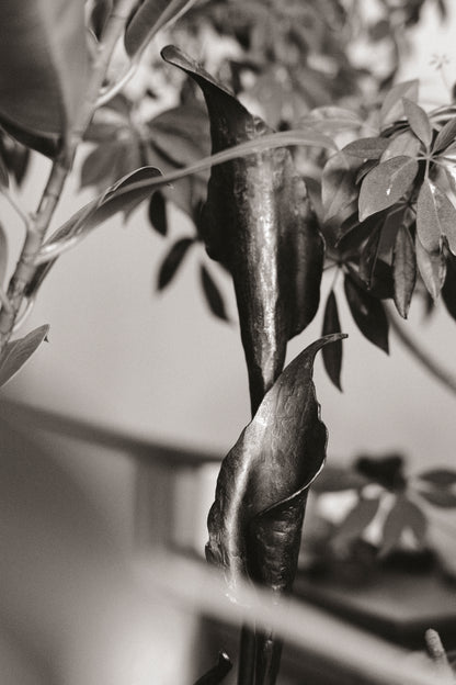 Kovaná květina "Calla"