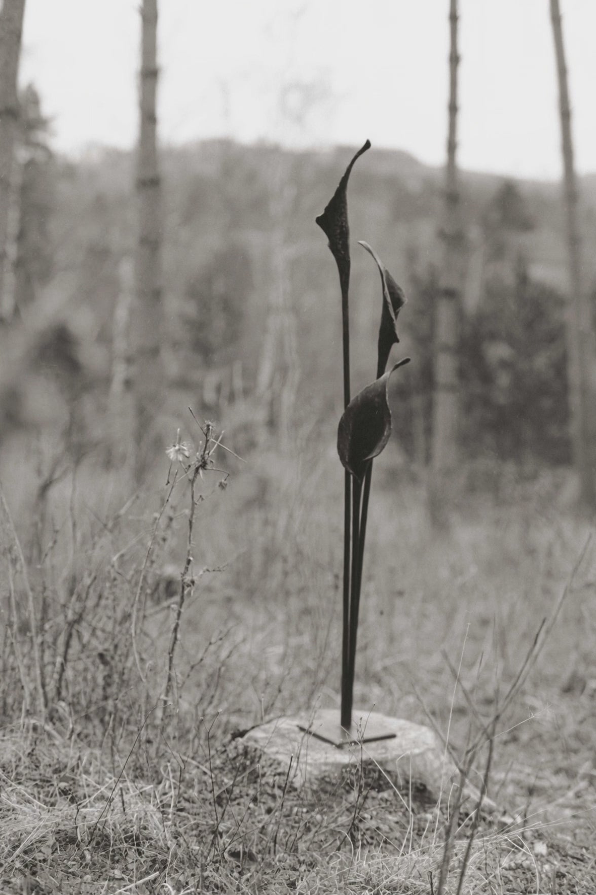 Kovaná květina "Calla"